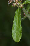 Spoon-leaf purple everlasting